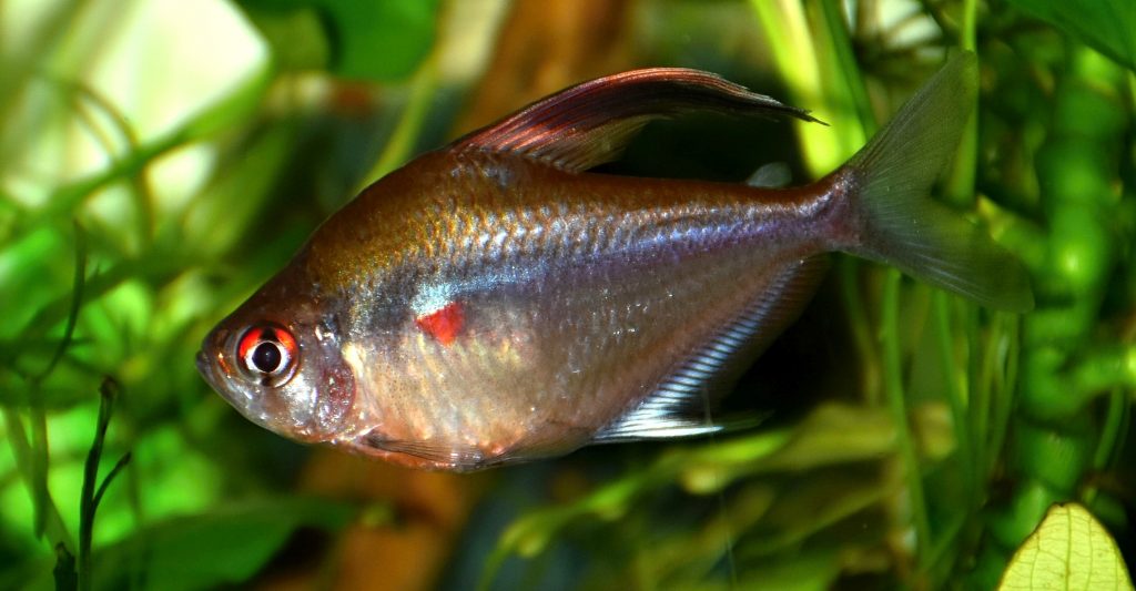Ryba s červenou škvrnou na boku tela