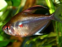 Oči, ktoré nevidia