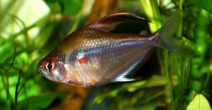 Ryba s červenou škvrnou na boku tela