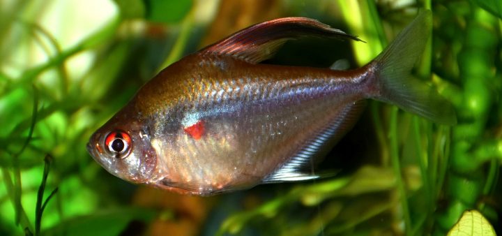 Oči, ktoré nevidia