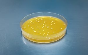 Kvasinky v nízkej sklenenej laboratórnej miske