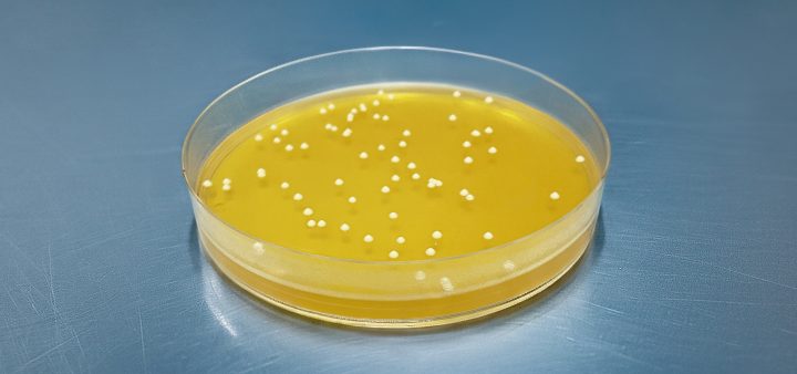 Príbeh kvasiniek: Od kuchyne k Nobelovej cene