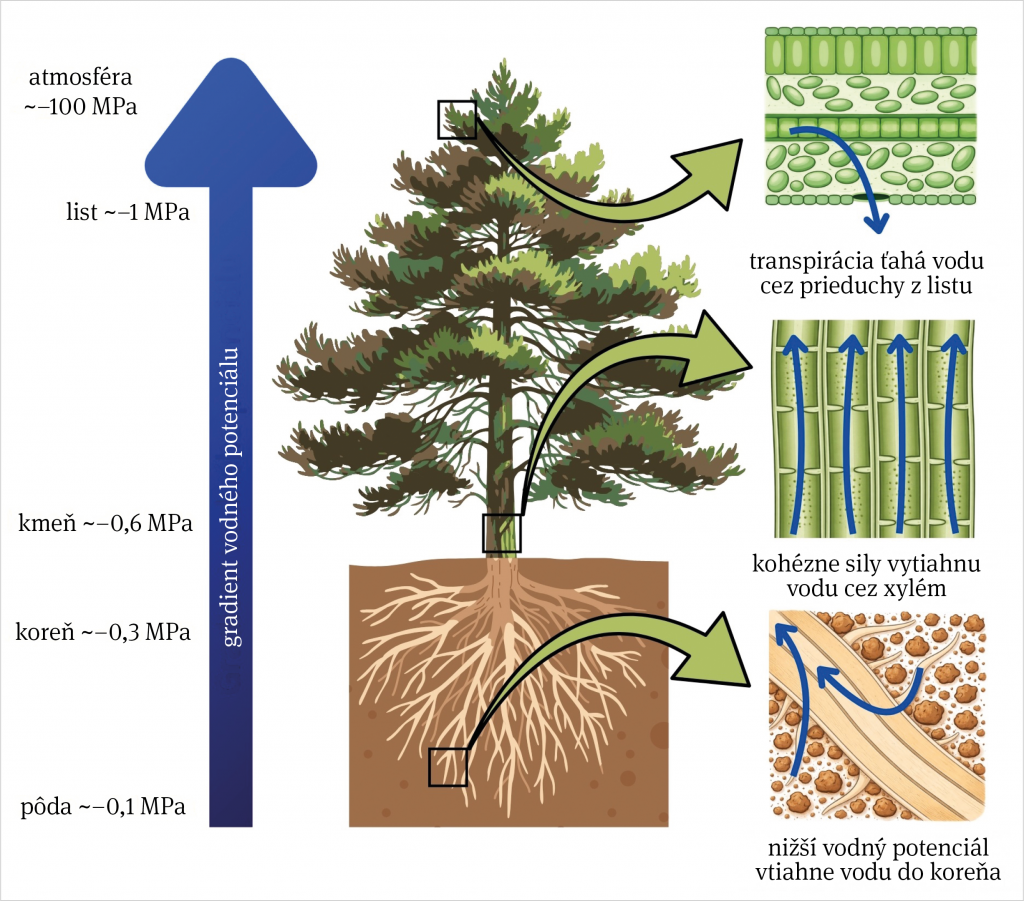 Graf pohybu vody v strome