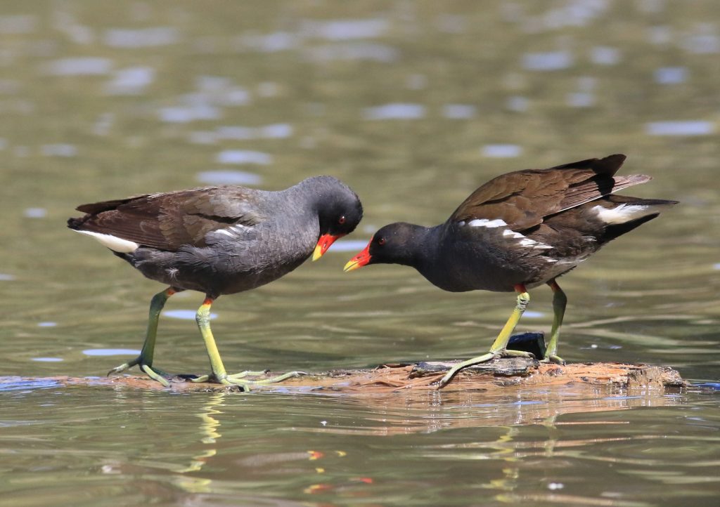 Dva vtáky s červenými zobákmi a dlhými nohami odpočívajú pri vode