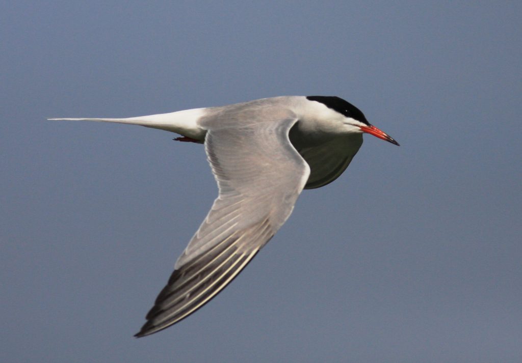Vták s dlhými, štíhlymi krídlami a vidlicovito vykrojeným chvostom počas letu