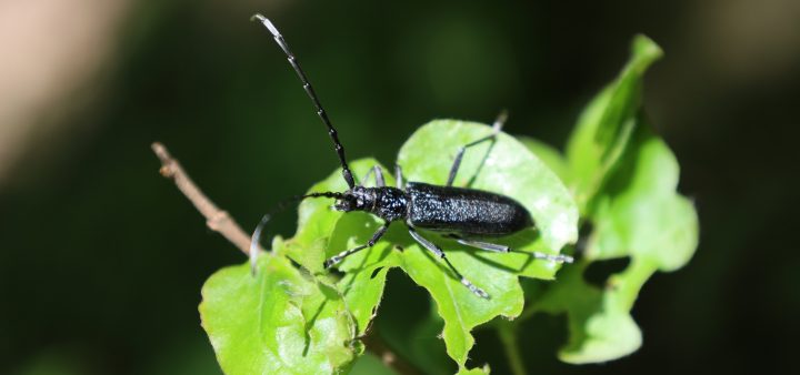 Biodiverzita stojí za pohľad