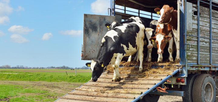 Poľudštenie dopravy