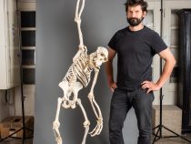 Výnimočný šimpanz Kongo