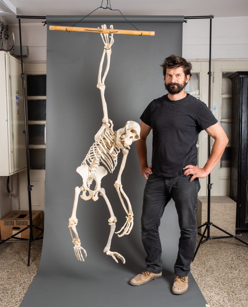 Kostra šimpanza a pracovník múzea