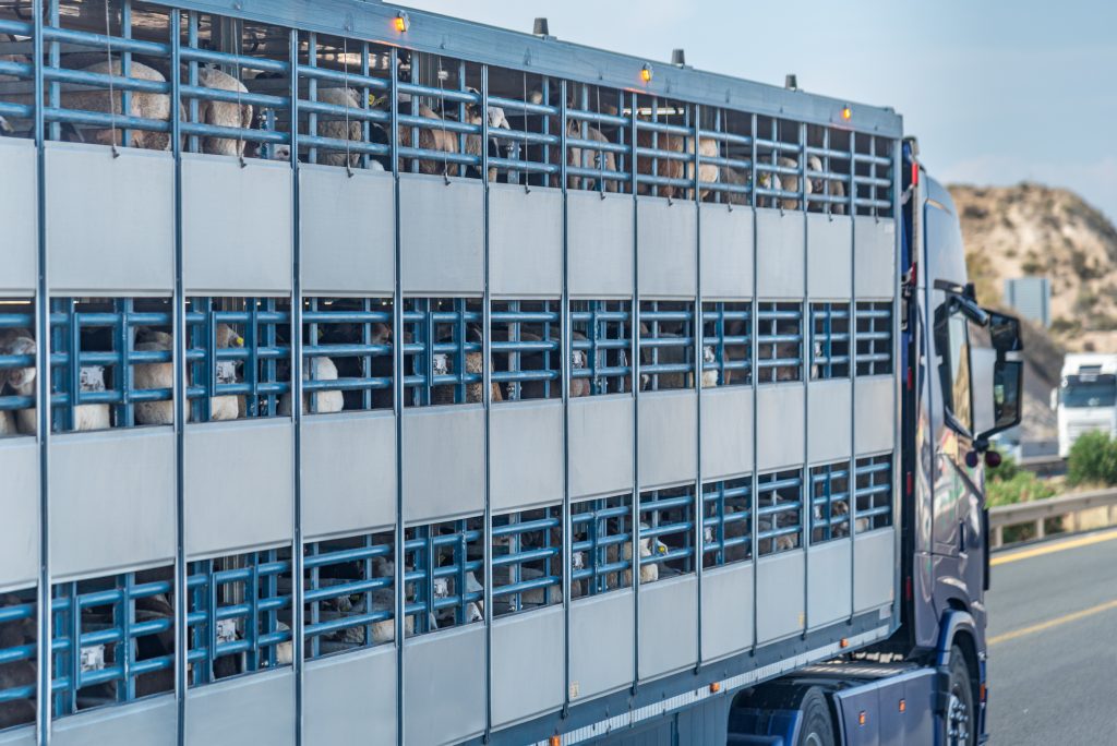 Bočný pohľad na nákladné auto, ktoré prepravuje dobytok