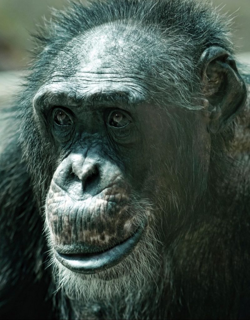 Tvár šimpanza na fotografii
