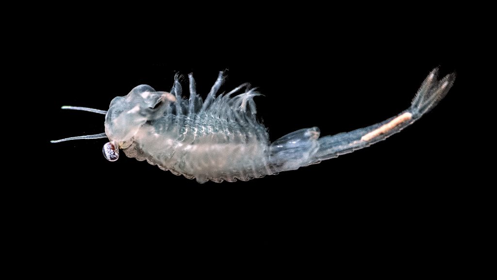 Žiabronôžka slovenská