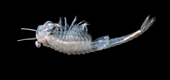 Neznáme kôrovce: Zoológia v Prírodovednom múzeu SNM