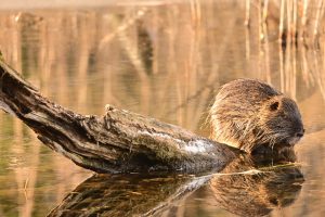 Nutria sedí na dreve vo vode