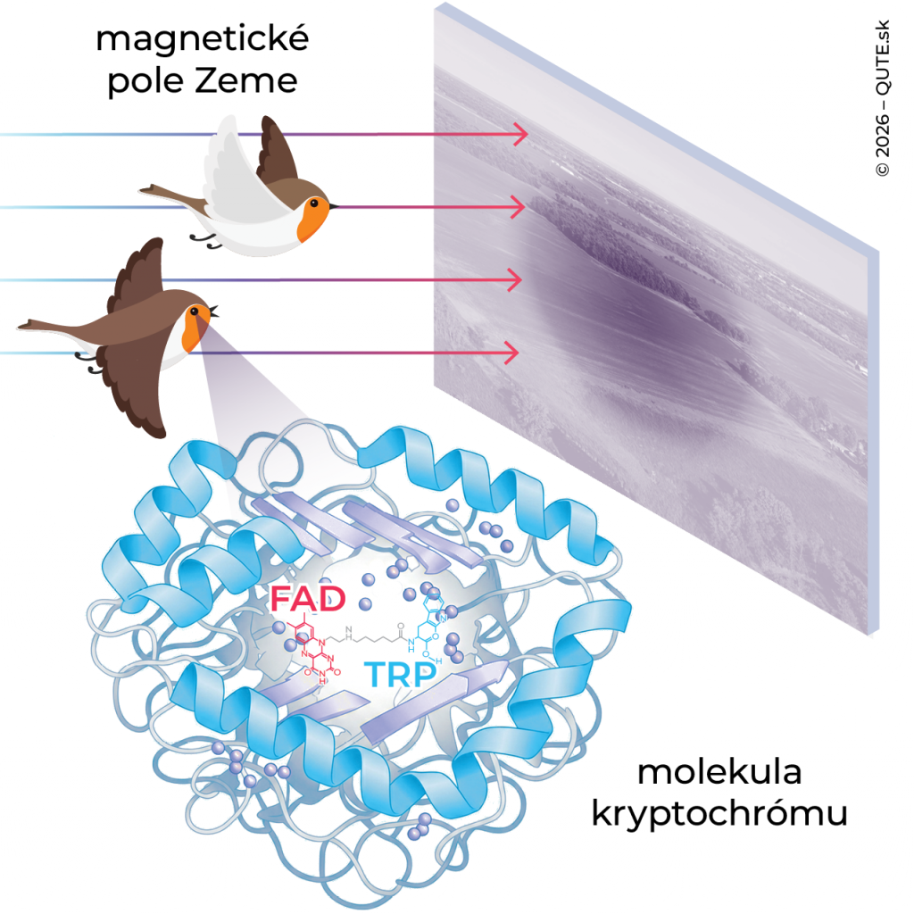 Ilustrácia citlivosti červienky na magnetické pole Zeme