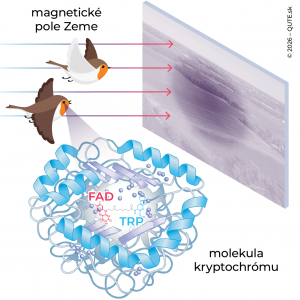 Ilustrácia citlivosti červienky na magnetické pole Zeme