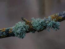Introvertní outsideri: Lichenológia a biomineralógia v Prírodovednom múzeu SNM