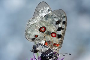 Motýľ s bielymi krídlami a červenými škvrnami