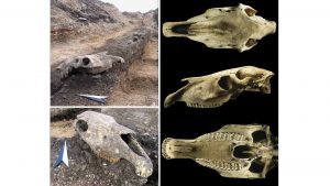 Lebka koňa z rôznych pohľadov na archeologickom nálezisku