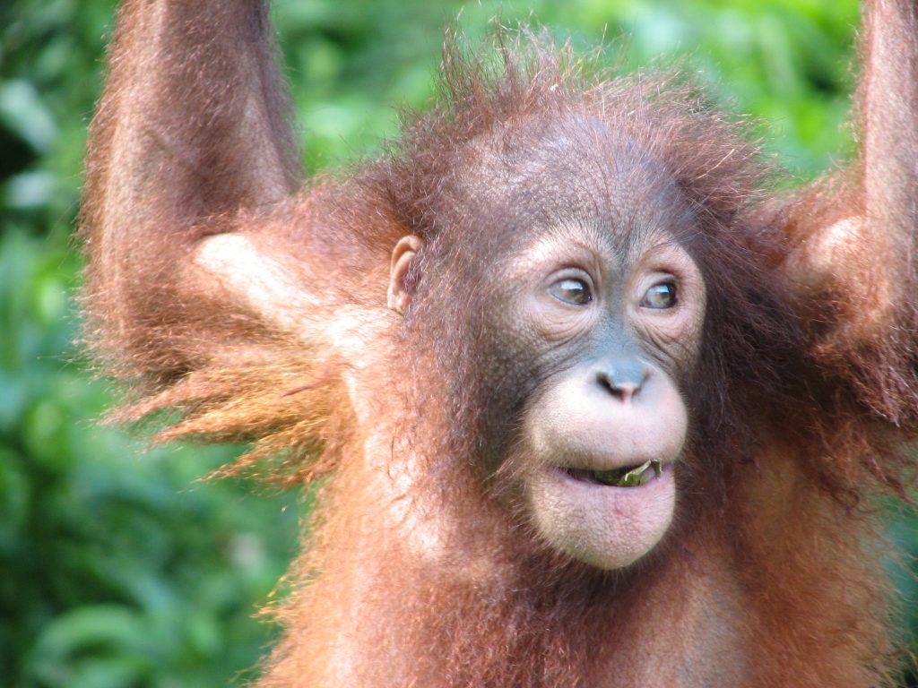 Orangutan