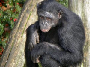 Šimpanz bonobo
