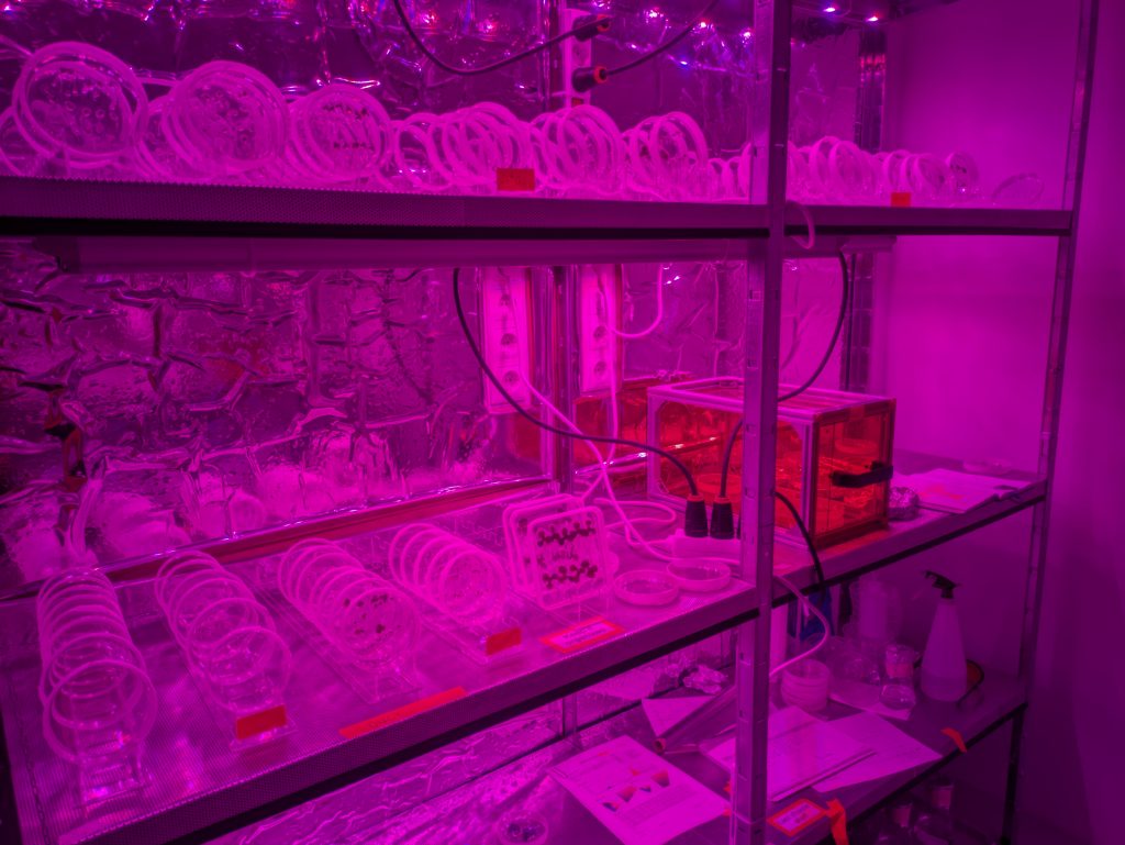 Laboratórne pestovanie rastlinných vzoriek pod špeciálnym osvetlením