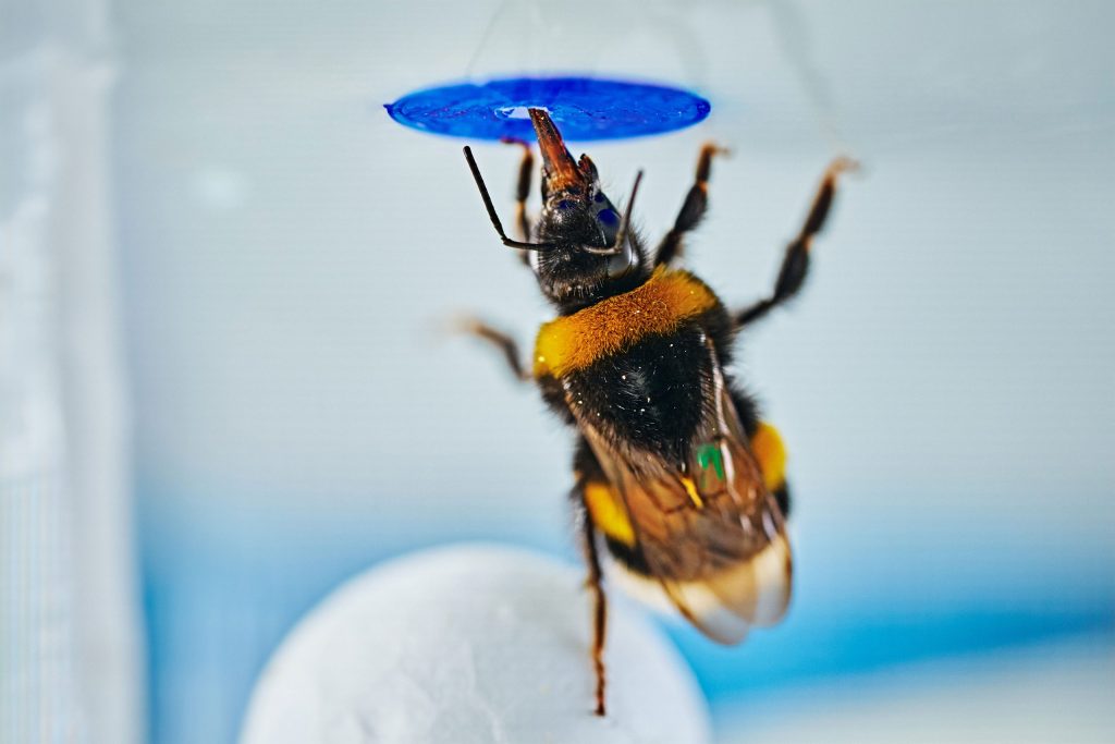 Čmeliak na detailnej fotografii