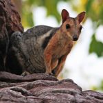 Valabia krátkouchá (Petrogale brachyotis)