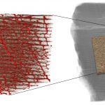 Rekonštrukcia cievneho zásobenia kosti dinosaura