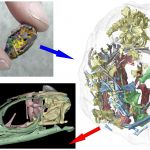 Rekonštrukcia lebky miniatúrneho embrya jaštera z thajských kriedových usadenín