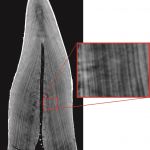 Vďaka synchrotrónovému zobrazeniu môžeme vidieť, ako rástol dinosaurovi zub.