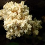Koralovec jedľový (Hericium coralloides).
