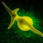 SEM trichómu Arábkovky Thalovej - unikátna štruktúra, ktorú tvorí jedna bunka.