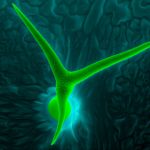 SEM trichómu Arábkovky Thalovej - unikátna štruktúra, ktorú tvorí jedna bunka.