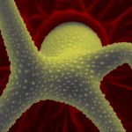 SEM trichómu Arábkovky Thalovej - unikátna štruktúra, ktorú tvorí jedna bunka.