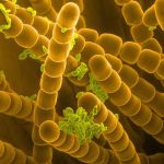 Peľ a peľové tyčinky tradeskancie pod elektrónovým rastrovacím mikroskopom.