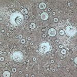 Mikrokvapky kvapalného kryštála pri 50-násobnom zoome.