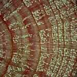 Prierez kmeňa Liesky obyčajnej